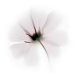Керамическая плитка Viva Fleurs