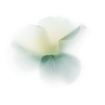 Керамическая плитка Viva Fleurs