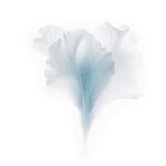 Керамическая плитка Viva Fleurs