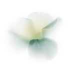 Керамическая плитка Viva Fleurs