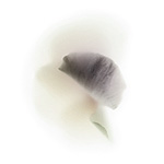 Керамическая плитка Viva Fleurs