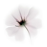 Керамическая плитка Viva Fleurs