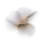 Керамическая плитка Viva Fleurs